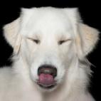 5c8ab4fa3b000037066c6b2a