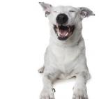 5c8ab4fc360000a61b6bea68