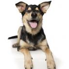 5c8ab4ff230000dd04238c75