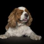 5c8ab4ff3b000054066c6b3e