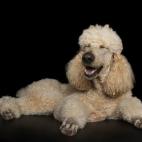 5c8ab500360000c81a6bea7c