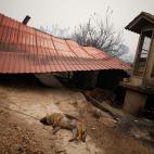 5c8abadb20000045046fa309