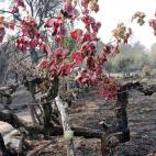 5c8abae02000009d036fa317