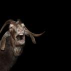 comical, funny, odd,