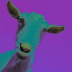 Close-up of Goat's Head