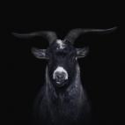Studio Shot of a Goat on Black Background