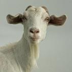 Men who stare at Goats