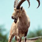 Nubian Ibex (Capra nubiana)