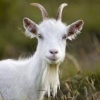 Llandudno, Conwy, Wales, United Kingdom, Europe