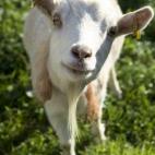 portrait of white goat