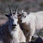 Mountain goat nanny w/ kid