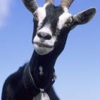Switzerland, a mountain goat with bell, high in the mountains in the Jungfrau region.