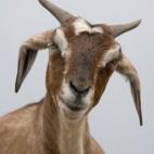 A goat with a alien expression. Photographed in Rajasthan in Northern India
