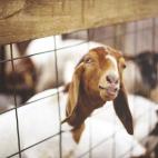 Funny brown and white goat looking sticking his head through a fence, showing his teeth.