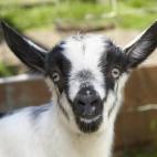 6 day old Alpine Goat with inquisitive look.