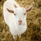little goat