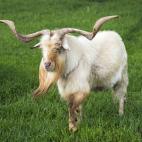 A long horned billy goat (Capra aegagrus hircus) Kangaroo valley, Shoalhaven, New South Wales, Australia