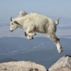 Mountain goat (Oreamnos americanus) yearling jumping, Mount Evans, Arapaho-Roosevelt National Forest, Colorado, United States of America, North America