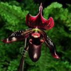 Las más de 60 hectáreas del Jardín Botánico de Singapur contienen el Jardín Nacional de Orquídeas con 3.000 especies distintas, una pequeña selva pluvial o un jardín de especias. Se inauguró en 1853 y, gracias a muchos factores como el ...