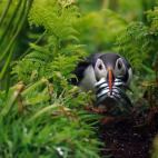 'A Beakful de Bret Charman', ganadora de la categoría de Aves.