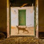 'Emancipación', segundo premio de la categoría de Mamíferos.