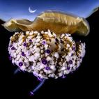 'Bajo la luna', ganadora de la categoría Mundo subacuático.