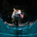 'Fox drinking from the pool', ganadora de la categoría Naturaleza en casa.