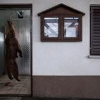 'Culled', ganadora en la categoría de Denuncia ecológica.