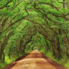 En Carolina del Sur se encuentra Edisto Beach State Park, un lugar que parece sacado de un cuento de hadas. Esta antigua plantación fue cedida al Estado por la familia Pepper en 1977 para su mejor conservación. Puedes además disfrutar de su playa.