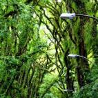 Considerada una de las calles más bonitas del mundo, la Rua Gonçalo de Carvalho tiene casi cien árboles que se entrelazan tejiendo esta bóveda verde en mitad de la ciudad de Porto Alegre. Es además patrimonio histórico, cultural y ecológico.