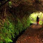 Las levadas son canales de irrigación presentes a lo largo de toda la isla de Madeira. Una de las más famosas es la Levada del Caldeirao Verde que se ha convertido de una ruta de senderismo de gran belleza.