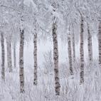 5c8b4462250000e203ca6467