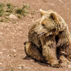 Aves, lobos y osos pueblan los montes del litoral cant&aacute;brico desde hace siglos pero, si lo que buscas es conocer aun m&aacute;s animales, Cantabria tiene su propia Arca de No&eacute;: el Parque de la Naturaleza de Cab&aacute;rceno (Cantab...