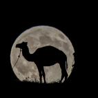 Un camello en Van, Turquía