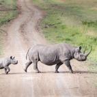 Al otro lado del mundo, en el África subsahariana, se encuentra un precioso espacio natural, donde los animales son los protagonistas. Se trata de los Parques Nacionales del Serengueti (Tanzania) y su prolongación natural, el Masai Mara (Keni...
