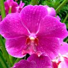 El continente asi&aacute;tico siempre ha estado muy conectado con las flores. Un ejemplo de ello es esta maravilla alojada en pleno centro de la isla: m&aacute;s de 70 hect&aacute;reas cubiertas de plantas tropicales&hellip; todo un regalo para ...