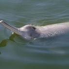 delfín chino de río