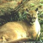 (puma concolor couguar)