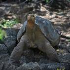 Solitario George Chelonoidis abingdonii