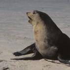 (Monachus tropicalis)