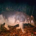 Rhinoceros sondaicus annamiticus