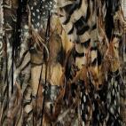 5c8b0ff52400000a05a4008c