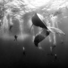 Segundo premio Nature (naturaleza), categoría individual