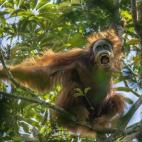 Primer premio Nature (naturaleza), categoría series