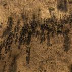 Segundo premio Nature (naturaleza), categoría series