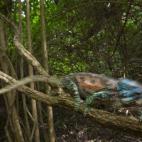 Tercer premio Nature (naturaleza), categoría series