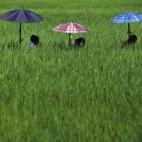 Mujeres nepalíes se cubren con sombrillas mientras trabajan removiendo mala hierba de un campo de arroz en Chitwan, a unas 44 millas de Katmandú, Nepal, el 1 de agosto de 2010. (/APGemunu Amarasinghe/AP)