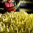 Mandy Diehr, empleada de la finca Landgut Pretschen, comprueba la madurez de las plantas de achicoria el 2 de enero de 2014 en Pretschen, al este de Alemania. (PATRICK PLEUL/AFP/Getty Images)