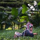 Una mujer Akha Hilltribe recoge hojas de té durante una cosecha en la granja Suwirun en las colinas de las afueras de Chiang Rai el 11 de noviembre de 2012 en Tailandia. (Paula Bronstein/Getty Images)