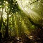 En la Isla de la Gomera, encontramos el parque de Garajonay, que dista de los dos colosales que imperan en las Islas Canarias. La frondosa vegetaci&oacute;n y enormes cascadas forman estanques llenos de vida, hogar de cientos de especies vegetal...